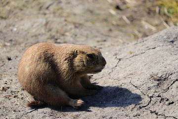 A cute prairie dog closeup