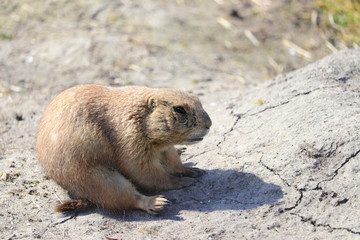 A cute prairie dog closeup