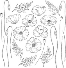 Poppy flowers. Papáver. Stems and leaves. Big set of elements for design. Hand drawn vector illustration. Monochrome black and white ink sketch. Line art. Isolated on white background. Coloring page