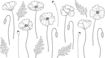 Poppy flowers. Papáver. Stems and leaves. Big set of elements for design. Hand drawn vector illustration. Monochrome black and white ink sketch. Line art. Isolated on white background. Coloring page
