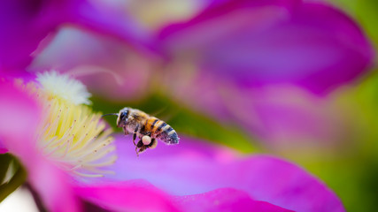 Flying bee approaching a flower.
