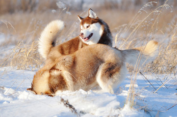 Two red and white siberian huskies dogs playing having fun in winter outdoor