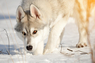 Naklejka premium Siberian husky gray puppy winter outdoor sneezing traces on fresh snow close-up