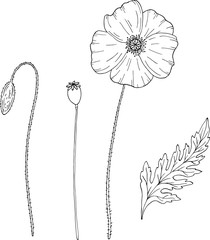 Poppy flower. Papáver. Stem and leaf. Elements for design. Hand drawn vector illustration. Monochrome black and white ink sketch. Line art. Isolated on white background. Coloring page