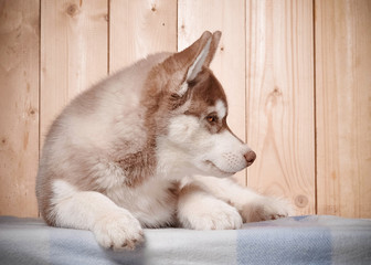 Siberian husky red and white puppy laying indoors wooden background side portrait close-up