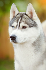 Naklejka na ściany i meble Dog face close up siberian husky different eyes summer outdoor vertical