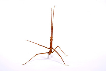 Annam-Stabschrecke (Medauroidea extradentata) - Annam walking stick