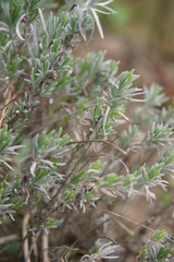 natur