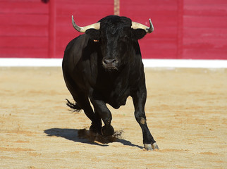 strong bull in spain