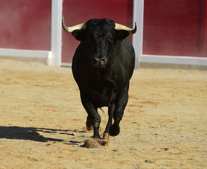 toro en españa