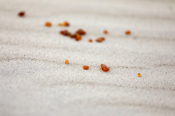 Amber pieces on the sand