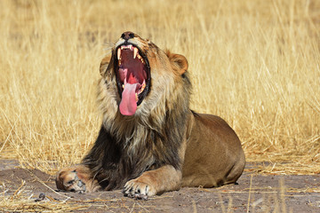 gähnender Mähnenlöwe (panthera leo) im Etosha Nationalpark in Namibia