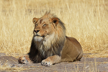 schlafender Löwe (panthera leo) im Etosha Nationalpark (Namibia)