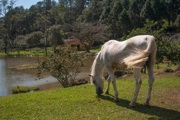 Cavalo Branco