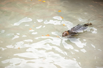 Fototapeta premium Foka pływanie w basenie zoo