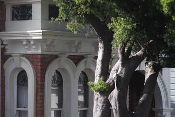 Mediterranean building closeup with the tree