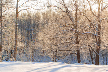 Dawn frosty morning. Winter landscape of frosty trees, white snow and blue sky. Tranquil winter nature in sunlight in park