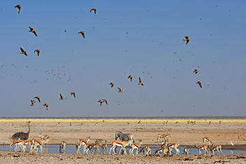 Antilopen und Vögel am Wasserloch Ozonjutji m`Bari im Etosha Nationalpark in Namibia