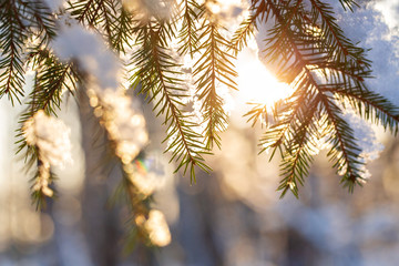 Close-up of fir branches with flakes of snow, with the dawn sun on the background. Christmas frosty morning. Winter landscape, Tranquil nature in sunlight in park