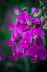 Pinke Blüten