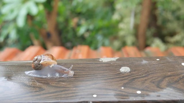 snail crawling on the roof on a cloudy winter day