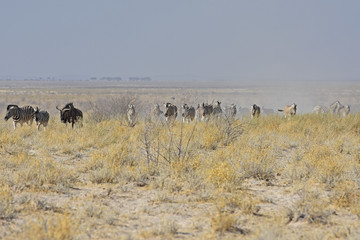 Zebraherde auf dem Weg zum Wasserloch im Etosha Nationalpark in Namibia