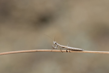 baby mantis