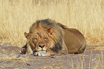 schlafender Löwe (panthera leo) im Etosha Nationalpark (Namibia)