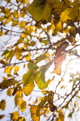 Autumn tree branches