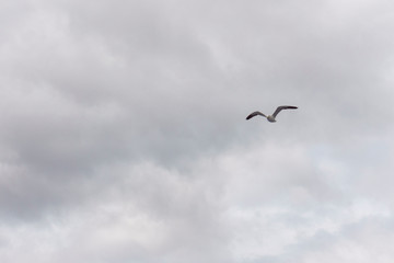Scenic View of Seagull flying against Andes mountains, Nahuel Huapi National Park, Patagonia, Argentina