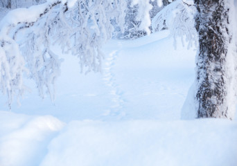 Animal trail deep snow woods