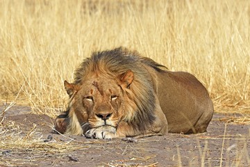 schlafender Löwe (panthera leo) im Etosha Nationalpark (Namibia)