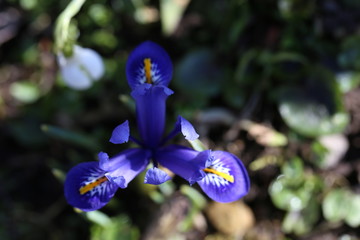 natur