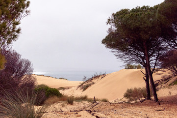 pines and sand dunes
