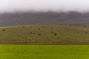 Fototapeta na wymiar cows on green hill and clouds hanging low