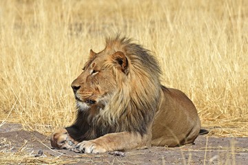 Plakat Löwenmännchen (panthera leo) im Etosha Nationalpark (Namibia)