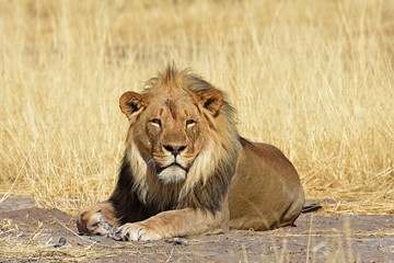 Löwenmännchen (panthera leo) im Etosha Nationalpark (Namibia)
