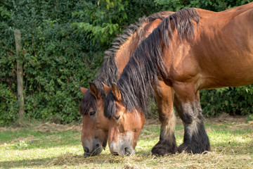 Two horses grazing together at la ferme nos pilifs Brussels