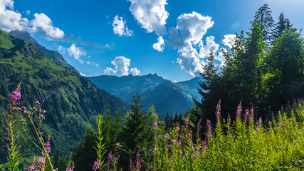 Fototapete bei efototapeten.de bestellen   