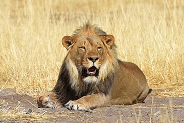 gähnender Mähnenlöwe (panthera leo) im Etosha Nationalpark in Namibia