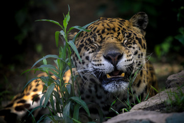 GEPARD © marcinbawiec