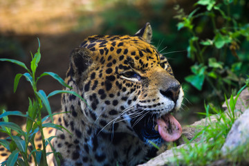 GEPARD © marcinbawiec