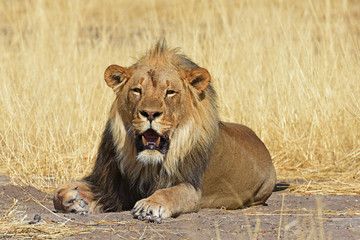 gähnender Mähnenlöwe (panthera leo) im Etosha Nationalpark in Namibia