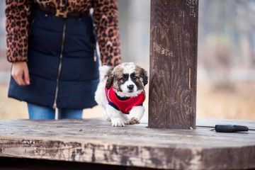 cute collie dog portrait. 