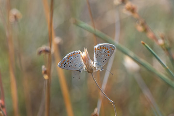 Lycaenidae / Çokgözlü Mavi / / Polyommatus icarus