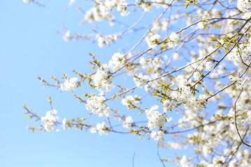 blüte