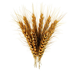 Fototapeta premium Golden spikelet. 3d render
