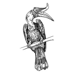 Hornbill sitting on branch tree. Sketch. Engraving style. Vector illustration. © KseniaKrop