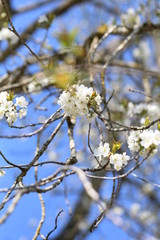 blüte