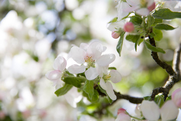 blüte